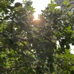 Tâm hồn thơm hương 